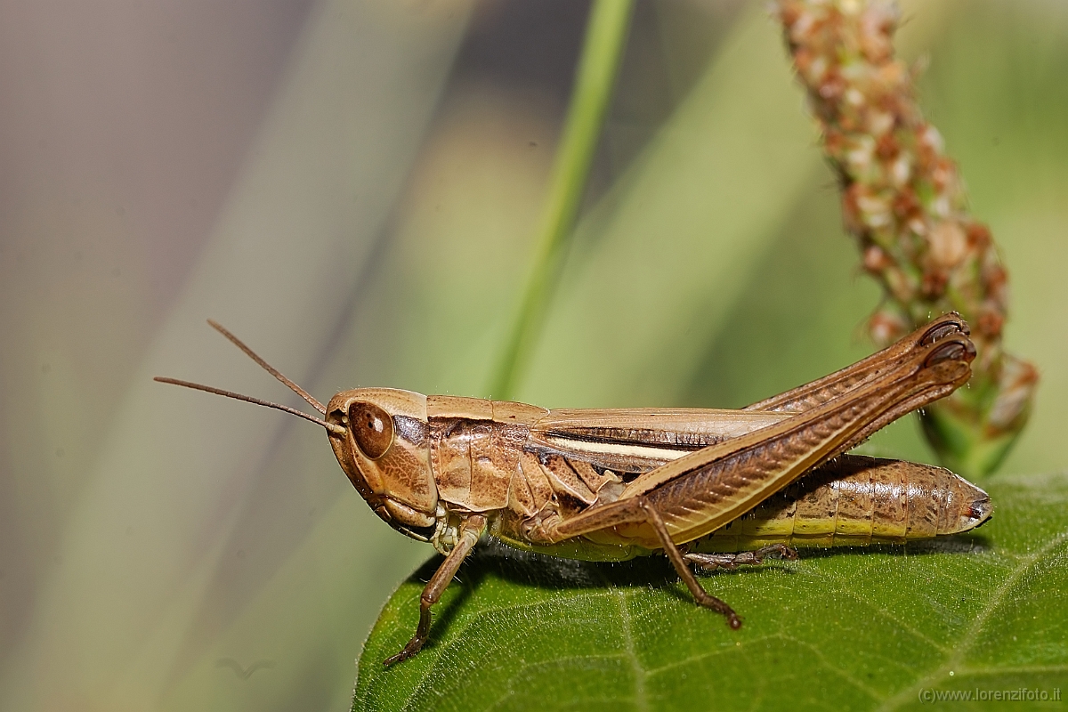 Euchorthippus declivus.jpg